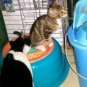 New creativity cat toilet training, cats go potty in the water  Free shipping