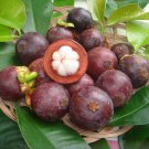 5 pcs of  sweet Mangosteen Seeds with Worldwide Shipping