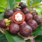 5 pcs of  sweet Mangosteen Seeds with Worldwide Shipping