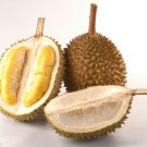 3 pcs of Durian Tree Flower Fruit Seeds Free Worldwide Shipping