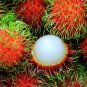 5 pcs of  Sweet Binjai  Rambutan Seeds with Worldwide Shipping