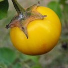 20 pcs of  Thai Yellow eggplant Aubergine  Seeds with Worldwide Shipping