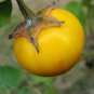 20 pcs of  Thai Yellow eggplant Aubergine  Seeds with Worldwide Shipping