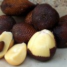 8 pcs Pondoh  sweet Snake fruit / salak / Salacca Seeds w/ Worldwide delivery