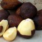 8 pcs Pondoh  sweet Snake fruit / salak / Salacca Seeds w/ Worldwide delivery