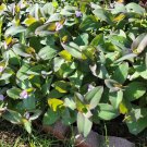 Rsslyn 10pcs Free Shipping Alive Plant Green Purple Heart-Impossible to kill