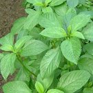Rsslyn 1500pcs MOLOKHIA Egyptian Spinach Seeds Saluyot Heirloom Plants for Garden