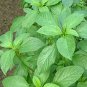 Rsslyn 1500pcs MOLOKHIA Egyptian Spinach Seeds Saluyot Heirloom Plants for Garden