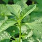 Rsslyn 1500pcs MOLOKHIA Egyptian Spinach Seeds Saluyot Heirloom Plants for Garden