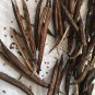 Rsslyn 1500pcs Seeds to Plant Egyptian Spinach Seeds Saluyot New Heirloom Plants for Garden