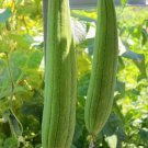 60pcs Seeds to Plant Loofah Gourd Sponge Edible Plants Natural Beauty Sponge