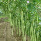 Rsslyn 50pcs Garden Seeds Long Beans Seeds Organic Long Yard Beans Sitaw Ilokano Utong
