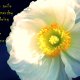 Pari Chumroo Artist Quotes