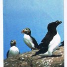 Newfoundland Gatherall's Boat Tours Icebergs Birds Whale Watching