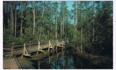 Georgia Postcard Waycross Okefenokee Swamp Park