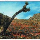 California Postcard Flowers Poppy Indian Wells Canyon Sierra