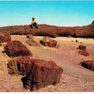 Arizona Postcard Holbrook Petrified Forest Cowboy