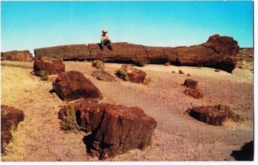 Arizona Postcard Holbrook Petrified Forest Cowboy