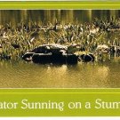 Louisiana Postcard Gator Sunning On A Stump Alligator