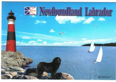 Newfoundland & Labrador Postcard Lighthouse Newfoundland Dog Sailboats