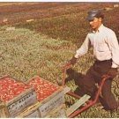 Cape Cod Massachusetts Postcard Harvesting Cranberries