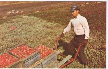 Cape Cod Massachusetts Postcard Harvesting Cranberries