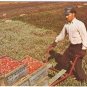 Cape Cod Massachusetts Postcard Harvesting Cranberries
