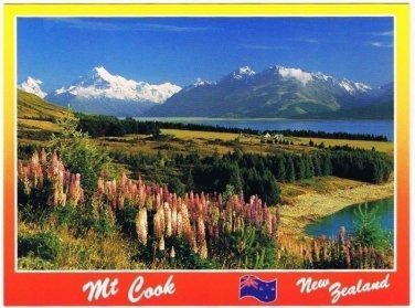 Mount Cook New Zealand Postcard Wild Lupins Lake Pukaki