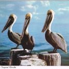 Pelicans Postcard Tropical Florida Sunshine State Curteich