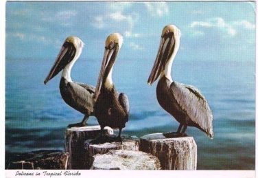 Pelicans Postcard Tropical Florida Sunshine State Curteich