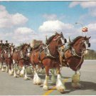 Florida Postcard Tampa Clydesdale 8 Horse Team Anheuser Busch Budweiser