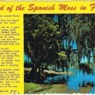 Curteich Florida Postcard Legend of the Spanish Moss Scalloped Edge