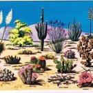Floral Postcard Cacti & Desert Flora Great Southwest