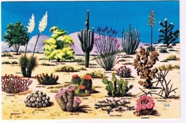 Floral Postcard Cacti & Desert Flora Great Southwest