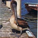 Sarasota Florida Postcard Brown Pelican Feathered Friend