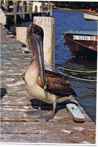 Sarasota Florida Postcard Brown Pelican Feathered Friend