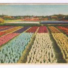 WWII Holland Postcard Flower Fields Military Postage Free 1947 Card from Soldier