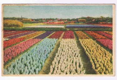 WWII Holland Postcard Flower Fields Military Postage Free 1947 Card from Soldier