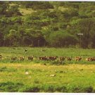 Texas Postcard Wild Life Corsican Rams