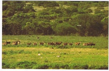 Texas Postcard Wild Life Corsican Rams