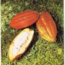 Grenada West Indies Caribbean Postcard Cocoa