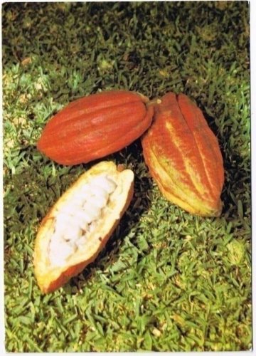 Grenada West Indies Caribbean Postcard Cocoa