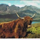 England UK  Postcard Ox Highland Rover