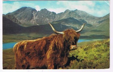 England UK  Postcard Ox Highland Rover
