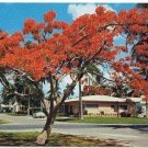 Florida Postcard Royal Poinciana Tree 1940s Cars