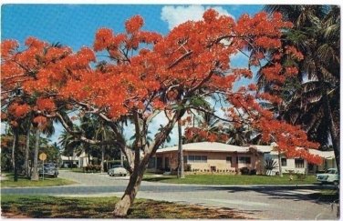 Florida Postcard Royal Poinciana Tree 1940s Cars