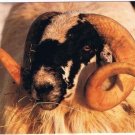 Scotland Postcard Tam the Ram Focus on Scotland