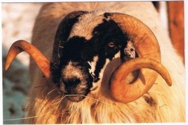 Scotland Postcard Tam the Ram Focus on Scotland