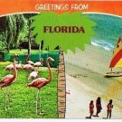 Florida Postcard Greetings From Florida Pink Flamingos Sailboat Beach