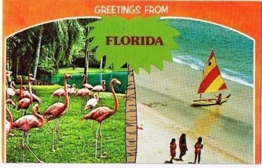 Florida Postcard Greetings From Florida Pink Flamingos Sailboat Beach